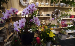 les fleurs du molard 07