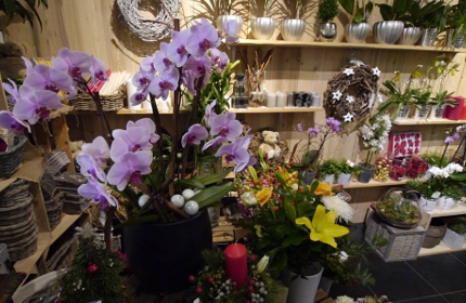 les fleurs du molard 07